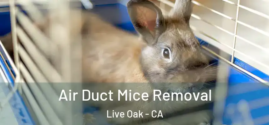 Air Duct Mice Removal Live Oak - CA