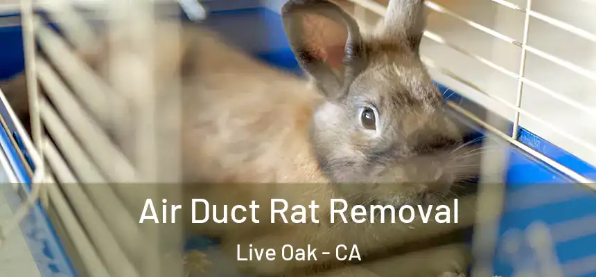  Air Duct Rat Removal Live Oak - CA
